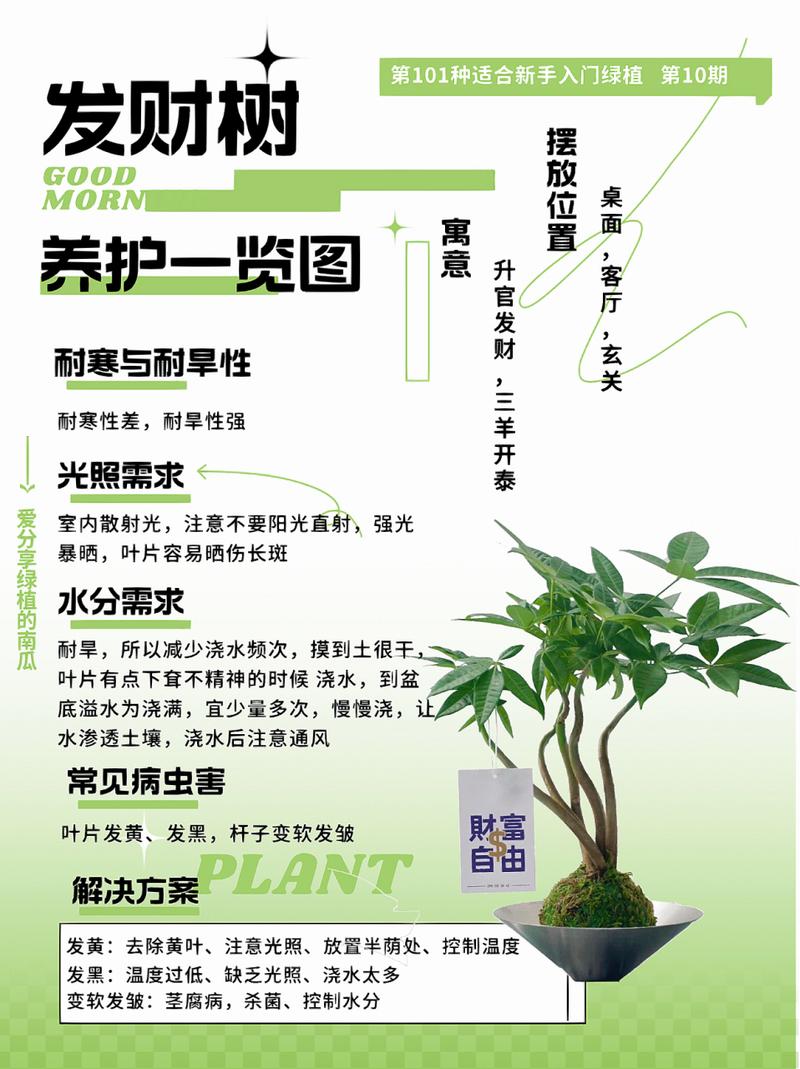 发财树怎么养才长得好（发财树怎么养才长得好看）-第6张图片-花花知道网
