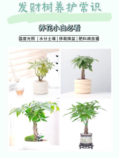 发财树怎么养才长得好（发财树怎么养才长得好看）-第7张图片-花花知道网