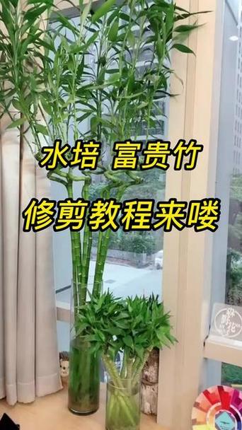 富贵竹怎么修剪根部(富贵竹修剪根部后怎么养护)-第1张图片-花花知道网 富贵竹怎么修剪根部(富贵竹修剪根部后怎么养护)-第1张图片-花花知道网