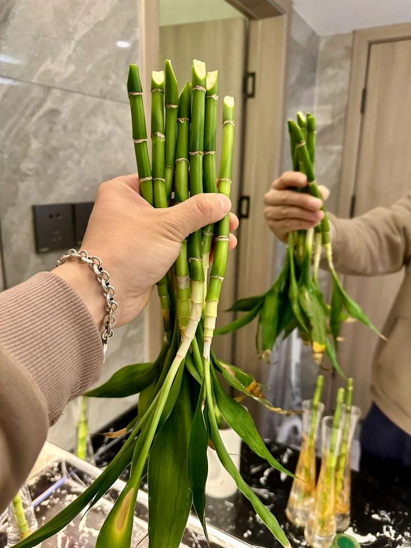 富贵竹怎么修剪根部(富贵竹修剪根部后怎么养护)-第5张图片-花花知道网 富贵竹怎么修剪根部(富贵竹修剪根部后怎么养护)-第5张图片-花花知道网