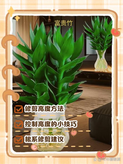 富贵竹怎么修剪根部(富贵竹修剪根部后怎么养护)-第8张图片-花花知道网 富贵竹怎么修剪根部(富贵竹修剪根部后怎么养护)-第8张图片-花花知道网