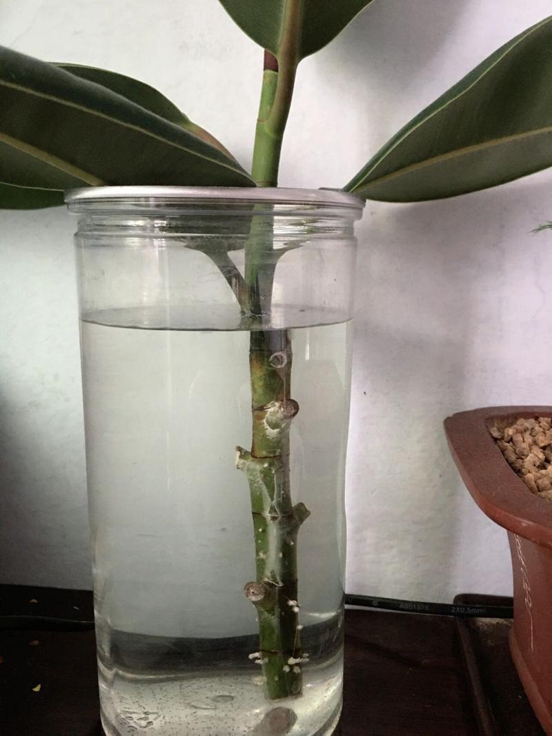 橡皮树泡水生根的方法(橡皮树泡水生根的方法有哪些)-第5张图片-花花知道网 橡皮树泡水生根的方法(橡皮树泡水生根的方法有哪些)-第5张图片-花花知道网