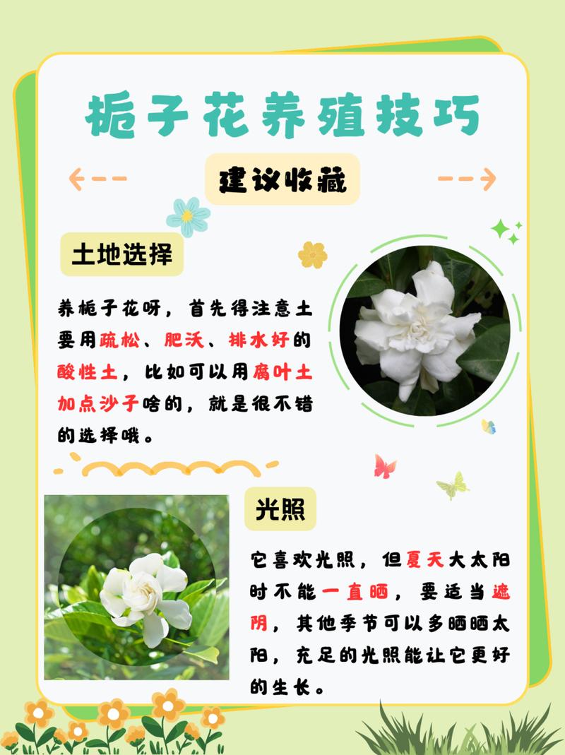 怎样让栀子花快开花(怎么样让栀子花快点开花)-第4张图片-花花知道网 怎样让栀子花快开花(怎么样让栀子花快点开花)-第4张图片-花花知道网
