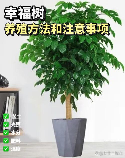 幸福树怎么养殖(幸福树怎么养殖比较好)-第1张图片-花花知道网 幸福树怎么养殖(幸福树怎么养殖比较好)-第1张图片-花花知道网