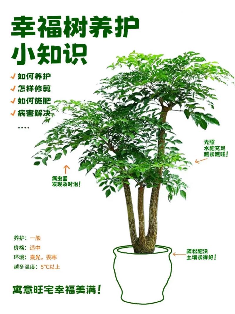 幸福树怎么养殖(幸福树怎么养殖比较好)-第5张图片-花花知道网 幸福树怎么养殖(幸福树怎么养殖比较好)-第5张图片-花花知道网