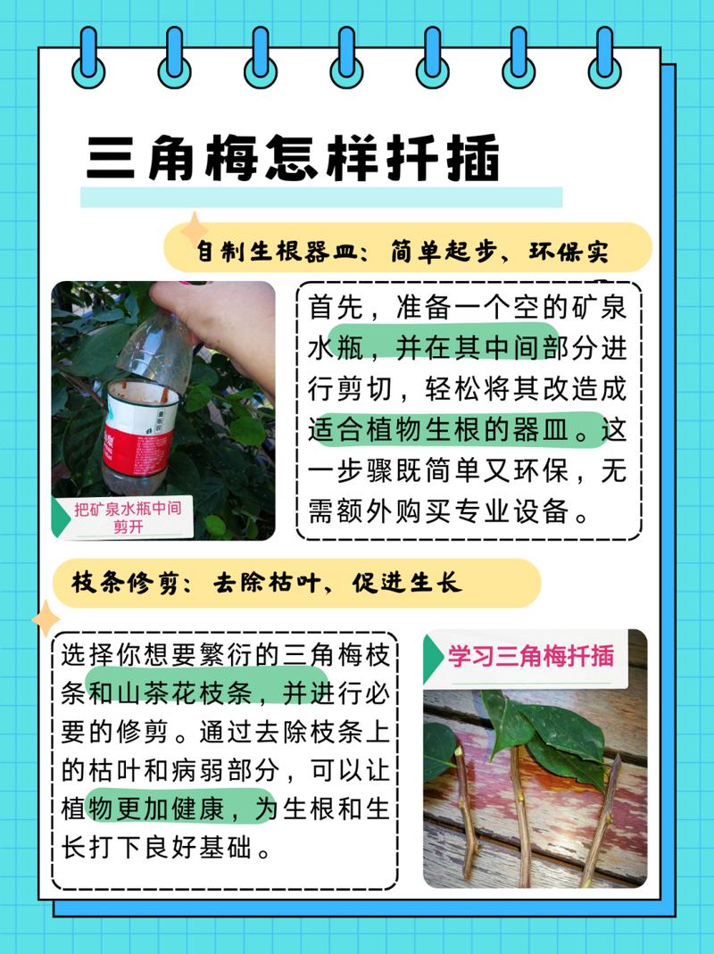 怎样养好三角梅(怎样养好三角梅老桩)-第2张图片-花花知道网 怎样养好三角梅(怎样养好三角梅老桩)-第2张图片-花花知道网