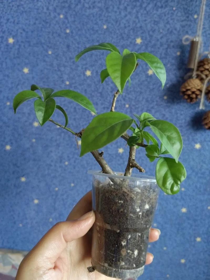 怎样养好三角梅(怎样养好三角梅老桩)-第3张图片-花花知道网 怎样养好三角梅(怎样养好三角梅老桩)-第3张图片-花花知道网