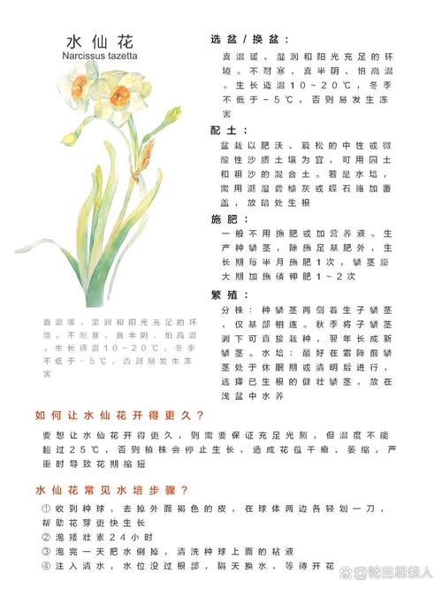 水仙花怎么养(水仙花怎么养盆栽水培视频教程)-第3张图片-花花知道网 水仙花怎么养(水仙花怎么养盆栽水培视频教程)-第3张图片-花花知道网