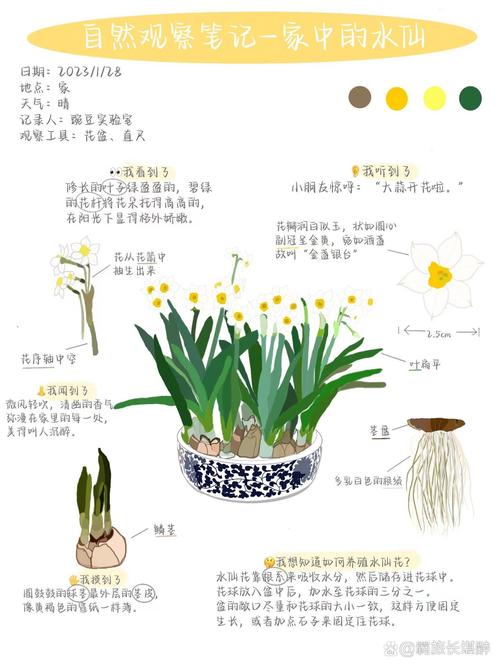 水仙花怎么养(水仙花怎么养盆栽水培视频教程)-第5张图片-花花知道网 水仙花怎么养(水仙花怎么养盆栽水培视频教程)-第5张图片-花花知道网