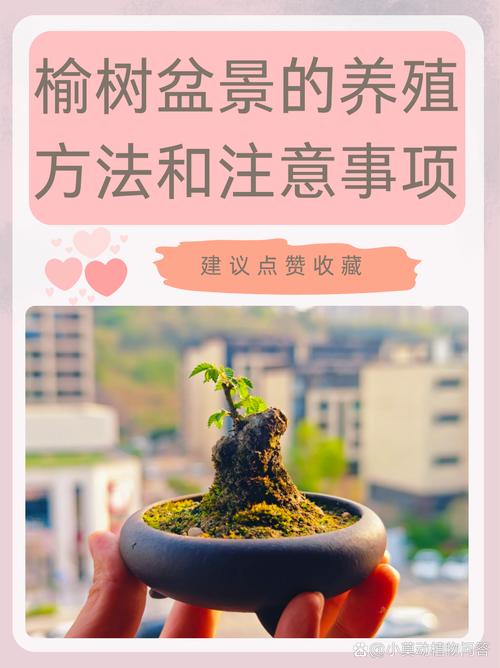 榆树的养殖方法和注意事项(榆树怎么养活)-第2张图片-花花知道网 榆树的养殖方法和注意事项(榆树怎么养活)-第2张图片-花花知道网