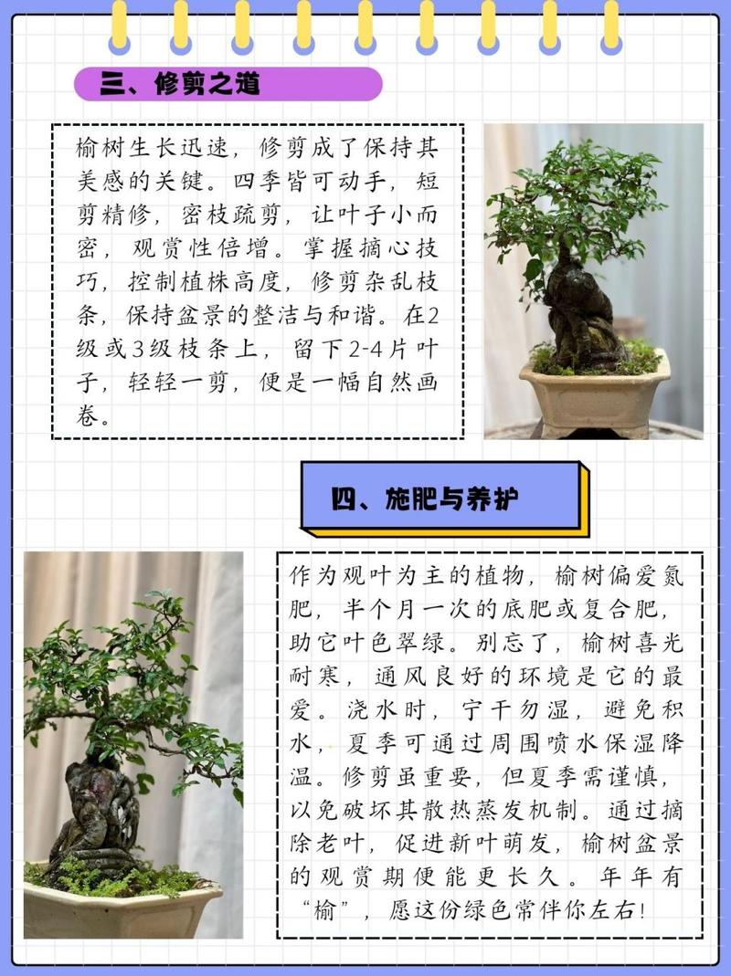 榆树的养殖方法和注意事项(榆树怎么养活)-第5张图片-花花知道网 榆树的养殖方法和注意事项(榆树怎么养活)-第5张图片-花花知道网