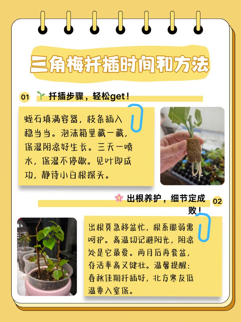 三角梅水扦插方法图解（三角梅扦插水培生根法）-第2张图片-花花知道网