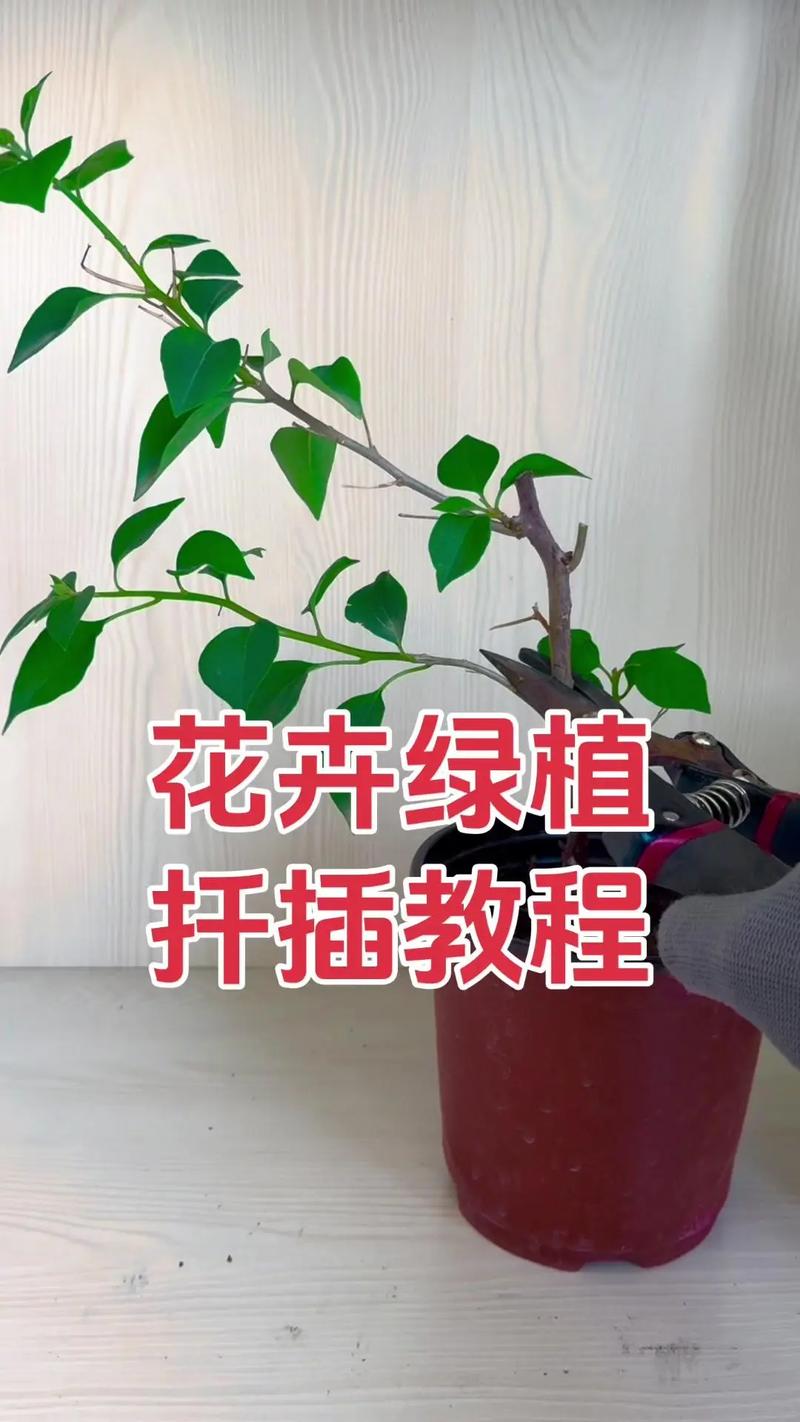 三角梅水扦插方法图解（三角梅扦插水培生根法）-第3张图片-花花知道网