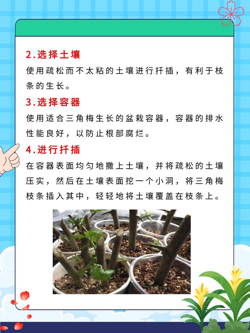 三角梅水扦插方法图解（三角梅扦插水培生根法）-第5张图片-花花知道网