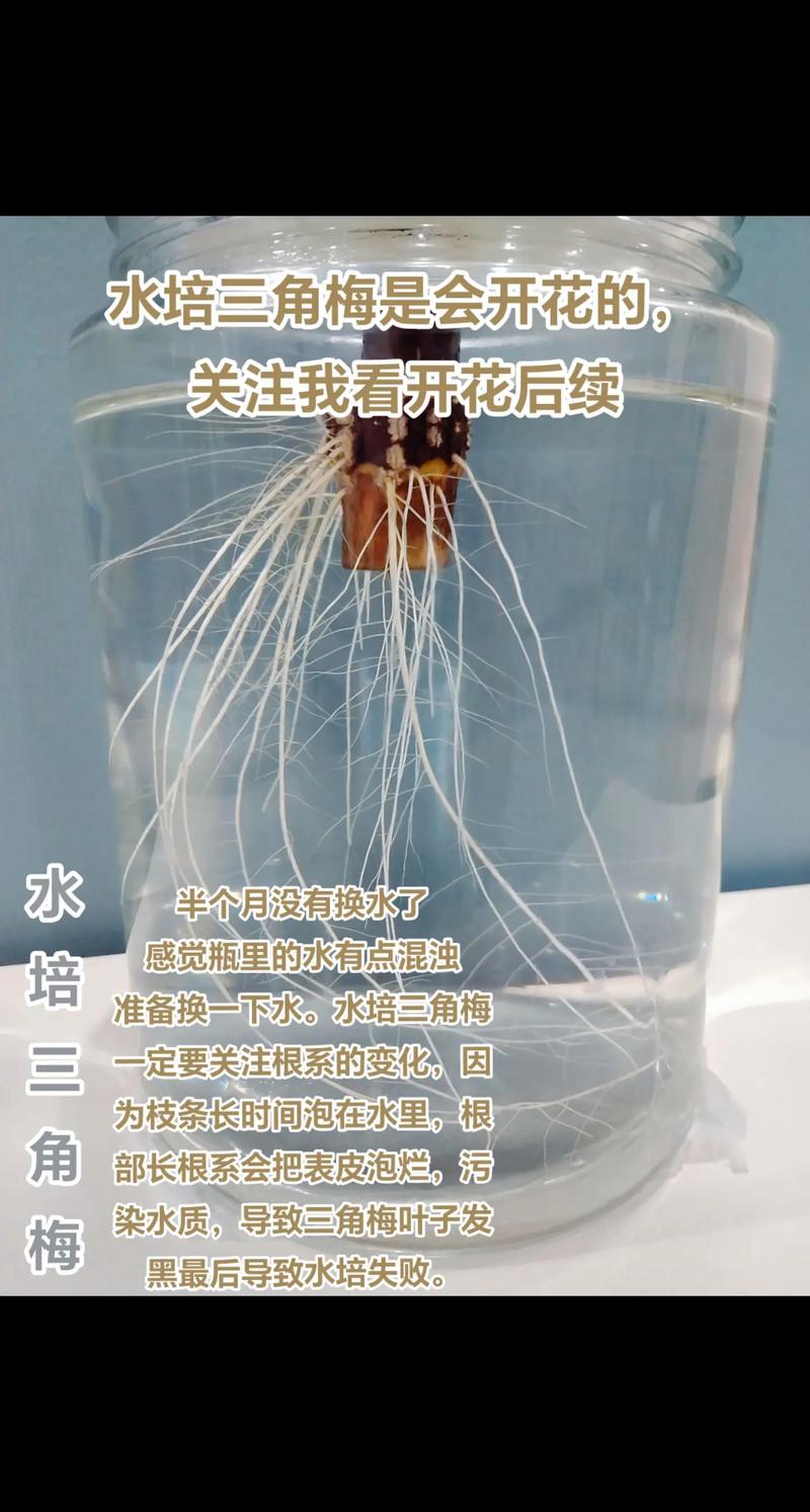 三角梅水扦插方法图解（三角梅扦插水培生根法）-第6张图片-花花知道网