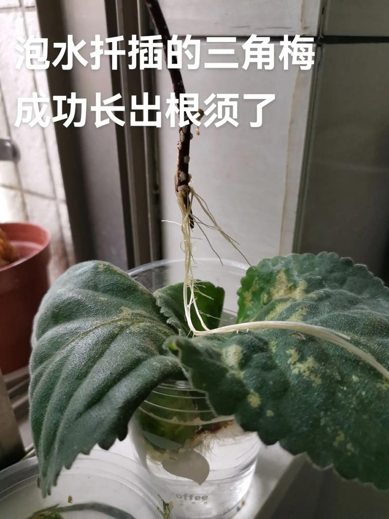 三角梅水扦插方法图解（三角梅扦插水培生根法）-第7张图片-花花知道网