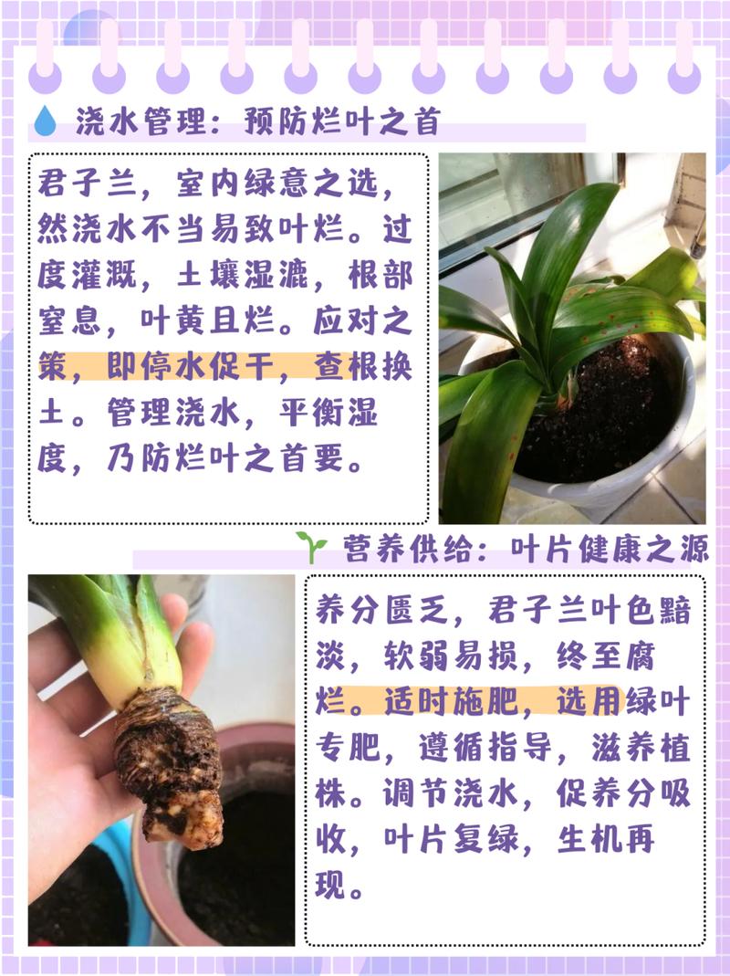 君子兰怎么修根(君子兰怎么修根的)-第1张图片-花花知道网 君子兰怎么修根(君子兰怎么修根的)-第1张图片-花花知道网