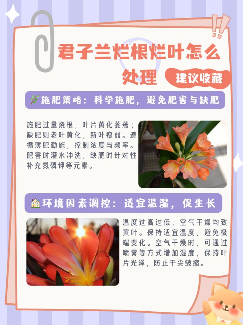 君子兰怎么修根(君子兰怎么修根的)-第4张图片-花花知道网 君子兰怎么修根(君子兰怎么修根的)-第4张图片-花花知道网