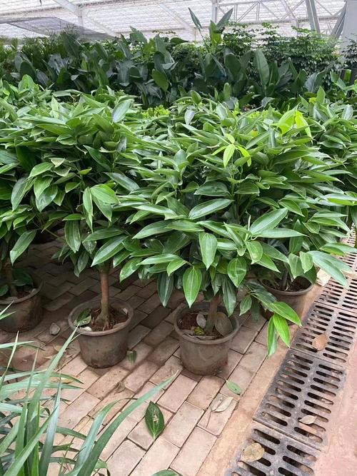 平安树多少天浇一次水(平安树几天浇一次水合适)-第1张图片-花花知道网 平安树多少天浇一次水(平安树几天浇一次水合适)-第1张图片-花花知道网