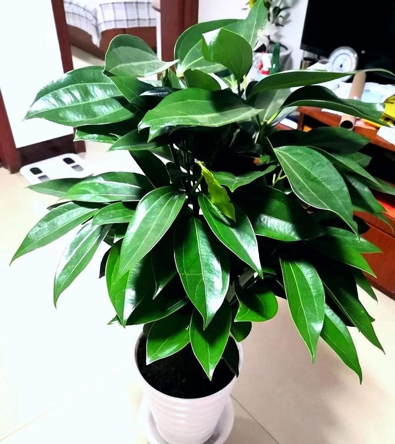 平安树多少天浇一次水(平安树几天浇一次水合适)-第4张图片-花花知道网 平安树多少天浇一次水(平安树几天浇一次水合适)-第4张图片-花花知道网