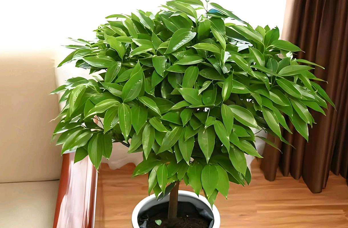 平安树多少天浇一次水(平安树几天浇一次水合适)-第6张图片-花花知道网 平安树多少天浇一次水(平安树几天浇一次水合适)-第6张图片-花花知道网