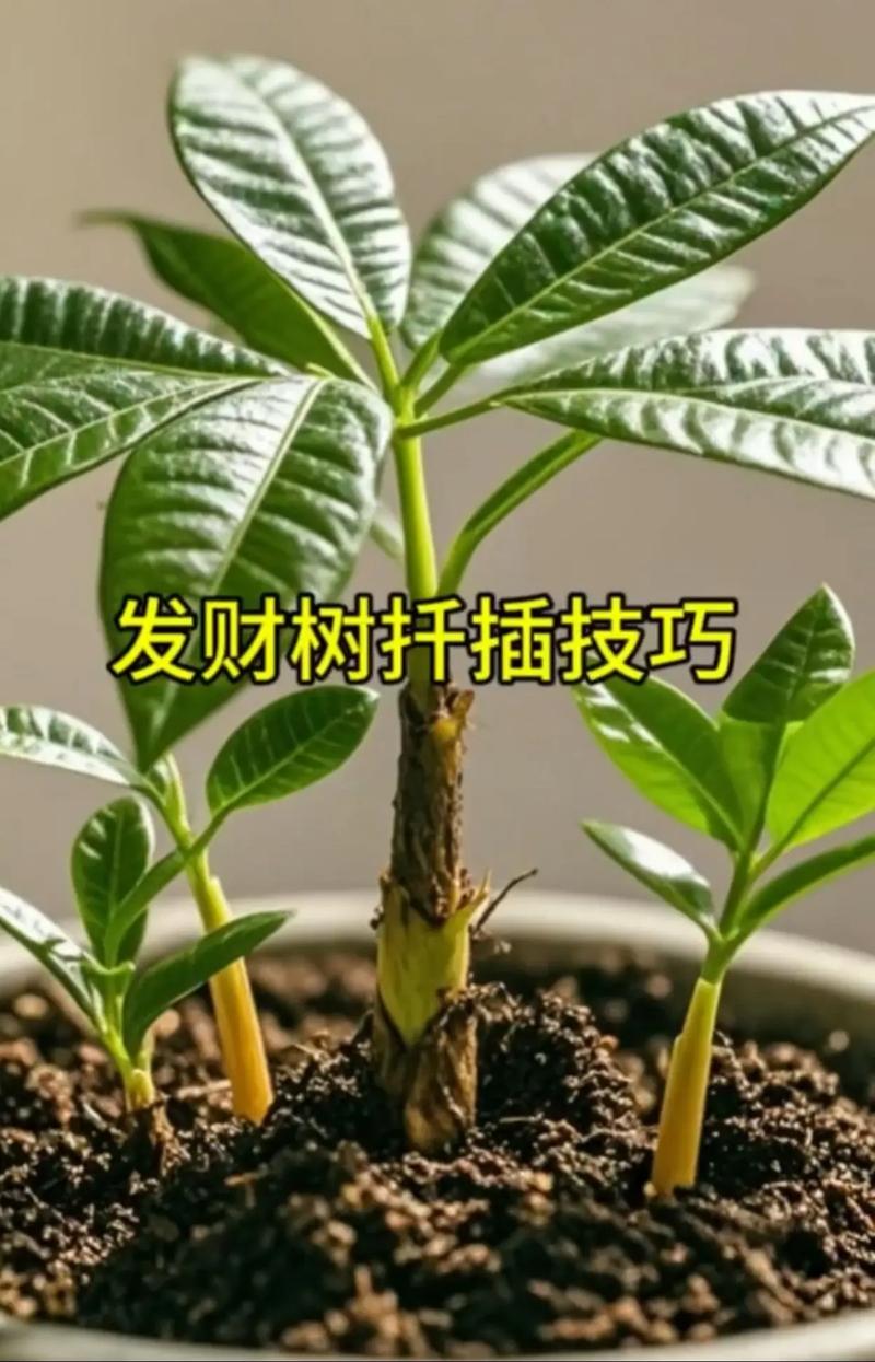 发财树也能播种(发财树可以种植吗)-第1张图片-花花知道网 发财树也能播种(发财树可以种植吗)-第1张图片-花花知道网