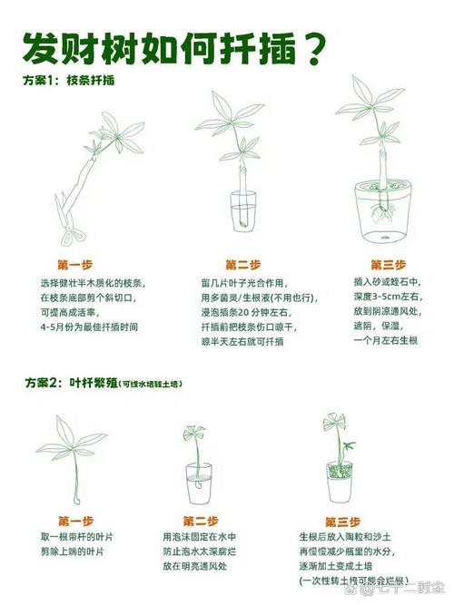 发财树也能播种(发财树可以种植吗)-第5张图片-花花知道网 发财树也能播种(发财树可以种植吗)-第5张图片-花花知道网