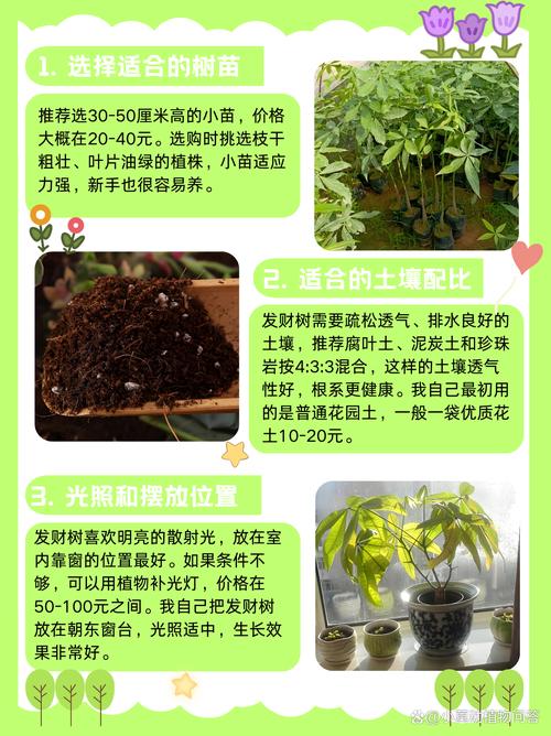 发财树也能播种(发财树可以种植吗)-第6张图片-花花知道网 发财树也能播种(发财树可以种植吗)-第6张图片-花花知道网