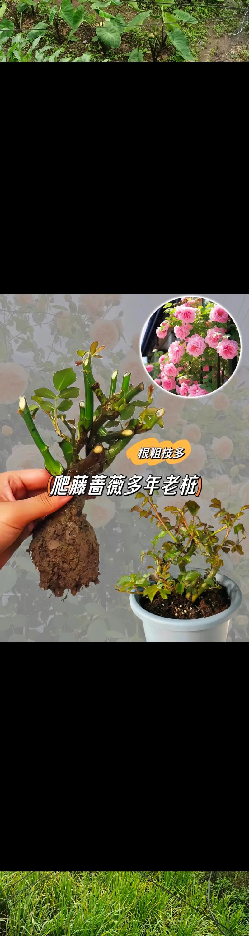 蔷薇花怎么种植(蔷薇花怎么种植和养护)-第1张图片-花花知道网 蔷薇花怎么种植(蔷薇花怎么种植和养护)-第1张图片-花花知道网