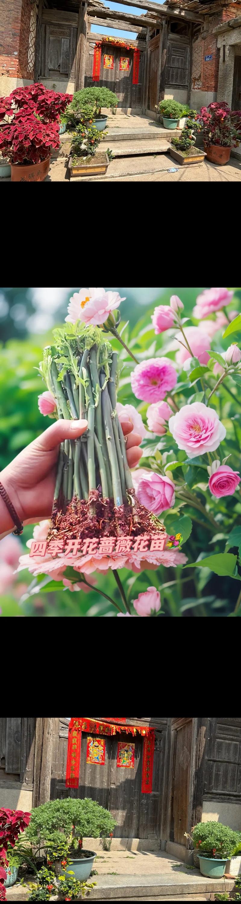 蔷薇花怎么种植(蔷薇花怎么种植和养护)-第4张图片-花花知道网 蔷薇花怎么种植(蔷薇花怎么种植和养护)-第4张图片-花花知道网
