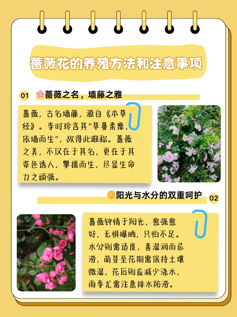 蔷薇花怎么种植(蔷薇花怎么种植和养护)-第6张图片-花花知道网 蔷薇花怎么种植(蔷薇花怎么种植和养护)-第6张图片-花花知道网