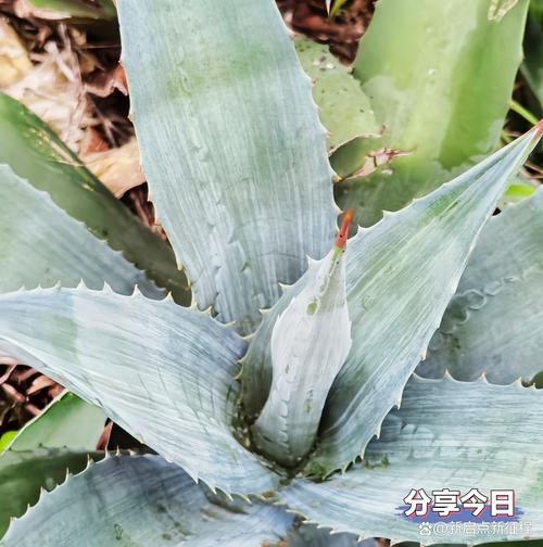 冬季龙舌兰怎么养殖(龙舌兰冬天怎么养)-第2张图片-花花知道网 冬季龙舌兰怎么养殖(龙舌兰冬天怎么养)-第2张图片-花花知道网