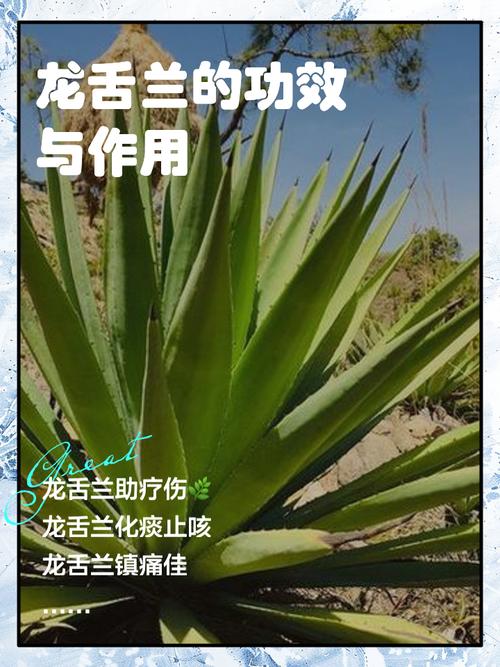 冬季龙舌兰怎么养殖(龙舌兰冬天怎么养)-第3张图片-花花知道网 冬季龙舌兰怎么养殖(龙舌兰冬天怎么养)-第3张图片-花花知道网