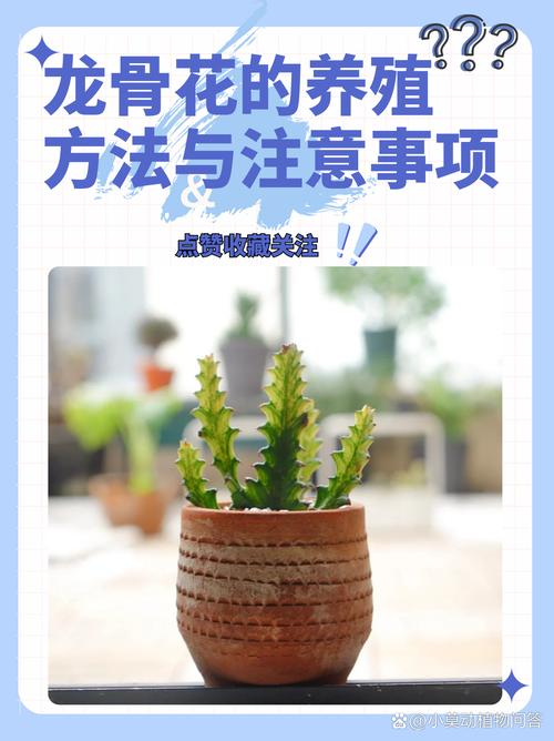 冬季龙舌兰怎么养殖(龙舌兰冬天怎么养)-第5张图片-花花知道网 冬季龙舌兰怎么养殖(龙舌兰冬天怎么养)-第5张图片-花花知道网