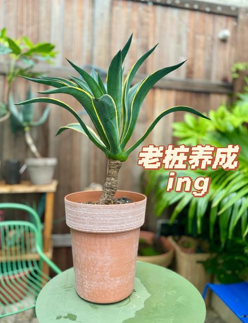 冬季龙舌兰怎么养殖(龙舌兰冬天怎么养)-第6张图片-花花知道网 冬季龙舌兰怎么养殖(龙舌兰冬天怎么养)-第6张图片-花花知道网
