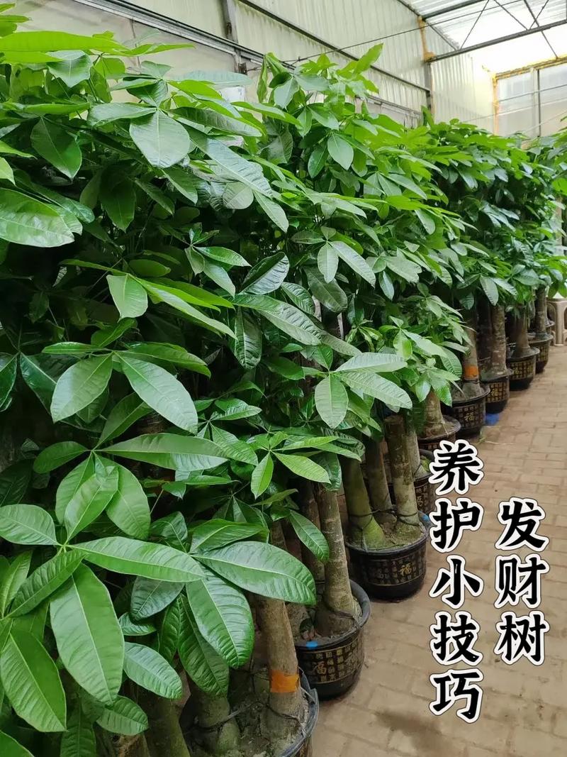 刚买的发财树苗怎么养(刚买的发财树需要怎么处理)-第3张图片-花花知道网 刚买的发财树苗怎么养(刚买的发财树需要怎么处理)-第3张图片-花花知道网
