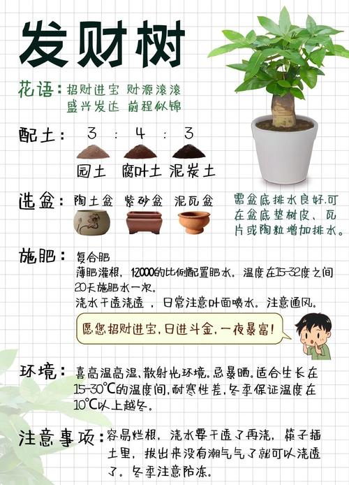 刚买的发财树苗怎么养(刚买的发财树需要怎么处理)-第5张图片-花花知道网 刚买的发财树苗怎么养(刚买的发财树需要怎么处理)-第5张图片-花花知道网