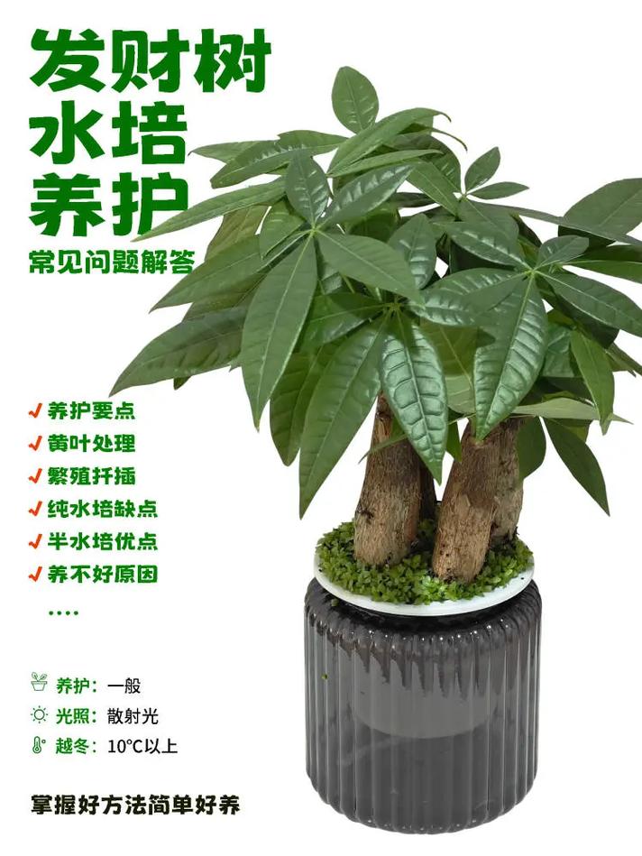 刚买的发财树苗怎么养(刚买的发财树需要怎么处理)-第6张图片-花花知道网 刚买的发财树苗怎么养(刚买的发财树需要怎么处理)-第6张图片-花花知道网