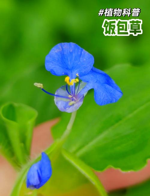 饭包草与鸭拓草的区别(饭包草和鸭跖草的区别)-第1张图片-花花知道网 饭包草与鸭拓草的区别(饭包草和鸭跖草的区别)-第1张图片-花花知道网