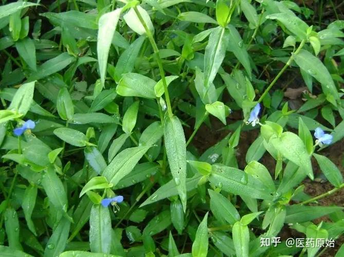 饭包草与鸭拓草的区别(饭包草和鸭跖草的区别)-第4张图片-花花知道网 饭包草与鸭拓草的区别(饭包草和鸭跖草的区别)-第4张图片-花花知道网