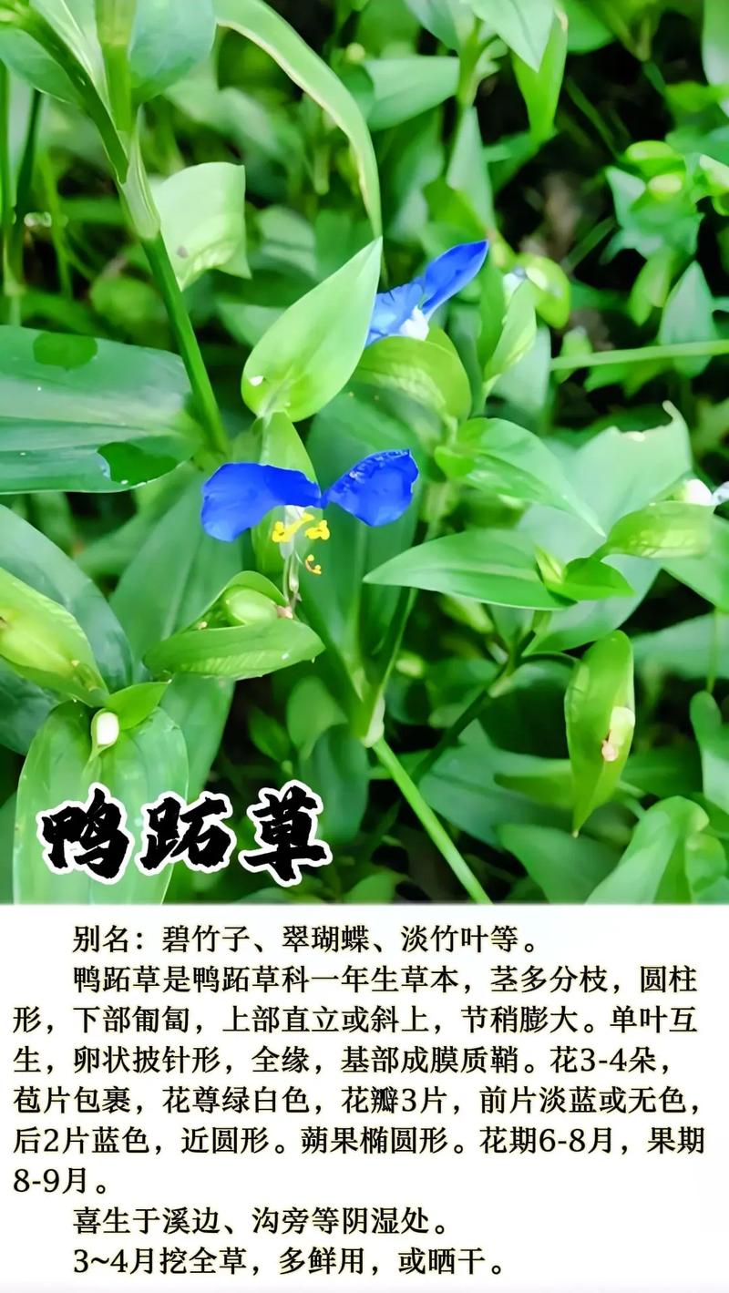 饭包草与鸭拓草的区别(饭包草和鸭跖草的区别)-第5张图片-花花知道网 饭包草与鸭拓草的区别(饭包草和鸭跖草的区别)-第5张图片-花花知道网