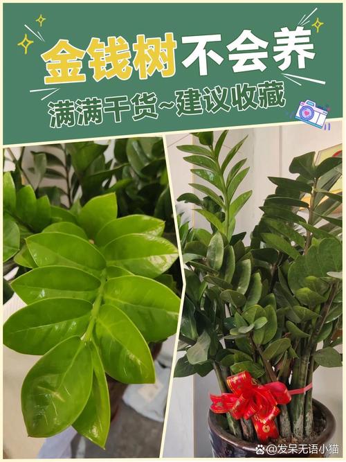 金钱树怎么养才粗壮(金钱树咋养能是枝干粗壮图片)-第1张图片-花花知道网 金钱树怎么养才粗壮(金钱树咋养能是枝干粗壮图片)-第1张图片-花花知道网