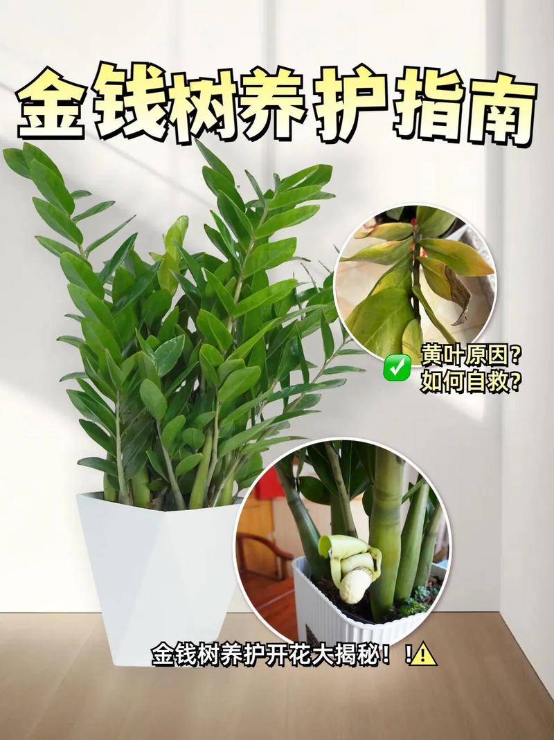 金钱树怎么养才粗壮(金钱树咋养能是枝干粗壮图片)-第2张图片-花花知道网 金钱树怎么养才粗壮(金钱树咋养能是枝干粗壮图片)-第2张图片-花花知道网