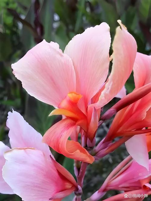 怎么延长美人蕉的花期(美人蕉怎么栽)-第1张图片-花花知道网 怎么延长美人蕉的花期(美人蕉怎么栽)-第1张图片-花花知道网