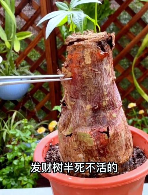 发财树锯掉后如何发芽(发财树锯掉一截怎样才能发芽)-第3张图片-花花知道网 发财树锯掉后如何发芽(发财树锯掉一截怎样才能发芽)-第3张图片-花花知道网