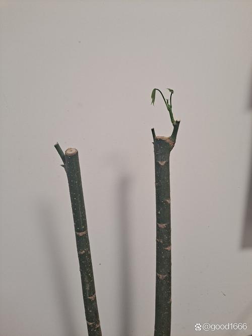 发财树锯掉后如何发芽(发财树锯掉一截怎样才能发芽)-第5张图片-花花知道网 发财树锯掉后如何发芽(发财树锯掉一截怎样才能发芽)-第5张图片-花花知道网