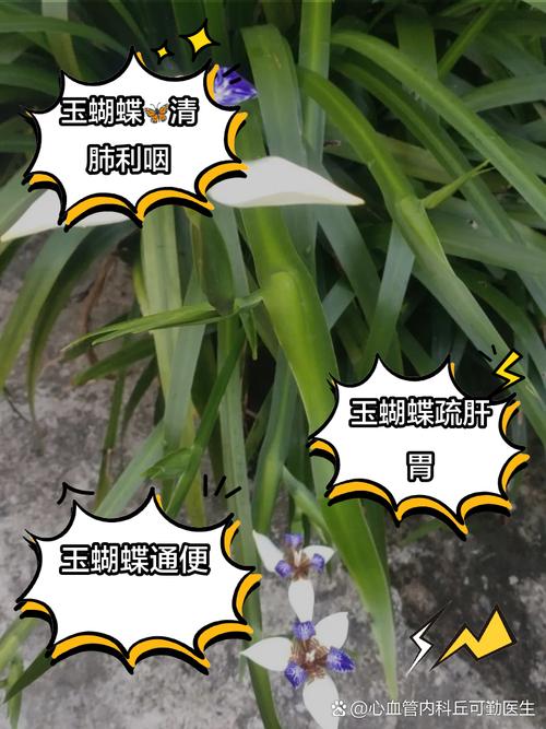 木蝴蝶怎么播种(木蝴蝶怎么播种的)-第4张图片-花花知道网 木蝴蝶怎么播种(木蝴蝶怎么播种的)-第4张图片-花花知道网