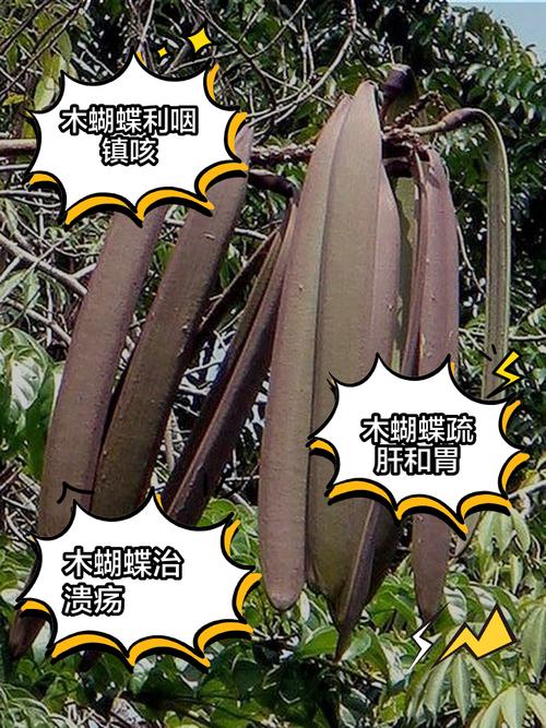 木蝴蝶怎么播种(木蝴蝶怎么播种的)-第7张图片-花花知道网 木蝴蝶怎么播种(木蝴蝶怎么播种的)-第7张图片-花花知道网