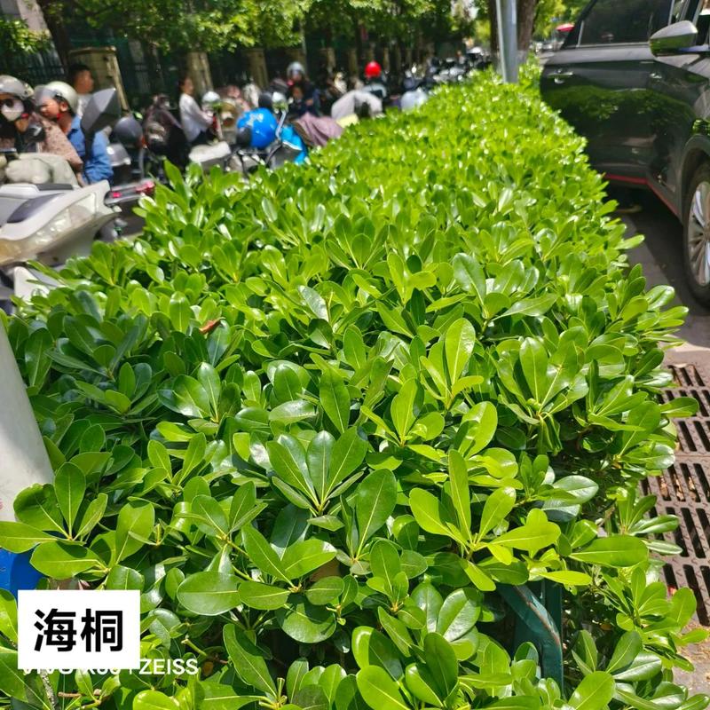 包含海桐的繁殖方式的词条-第4张图片-花花知道网 包含海桐的繁殖方式的词条-第4张图片-花花知道网