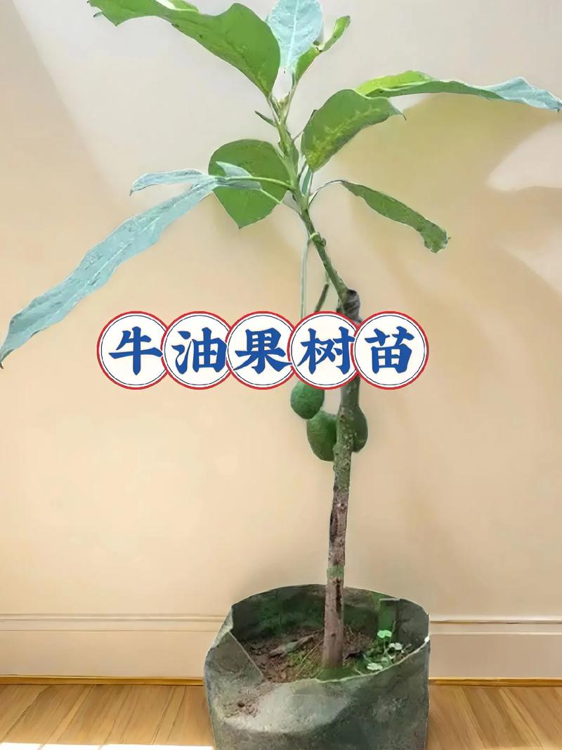 牛油果树盆栽会结果吗(牛油果树盆栽会结果吗怎么养)-第2张图片-花花知道网 牛油果树盆栽会结果吗(牛油果树盆栽会结果吗怎么养)-第2张图片-花花知道网